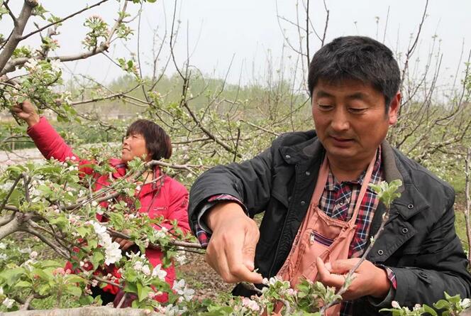 党员户帮助联系农户采集苹果花粉