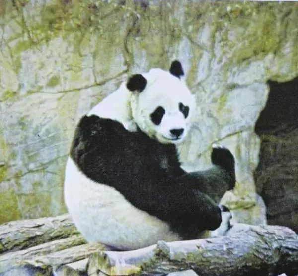 大熊猫“姬姬” 以它为原型设计了世界自然基金会（WWF）徽标
