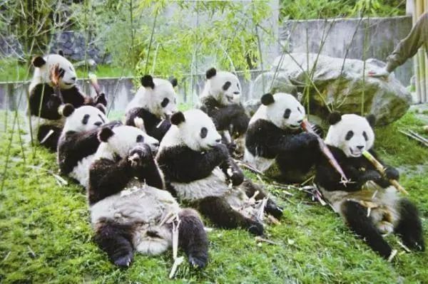 8只参加2008年北京第29届奥运会展的大熊猫。