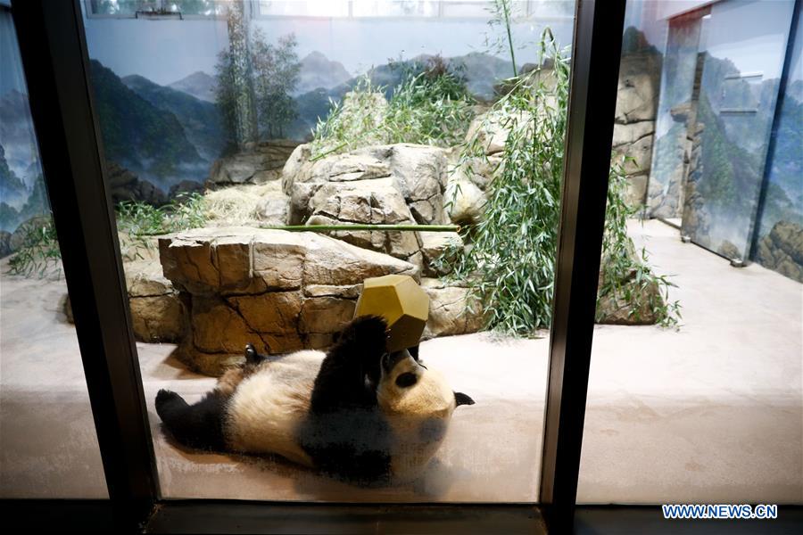 Giant panda  Smithsonian's National Zoo and Conservation Biology Institute