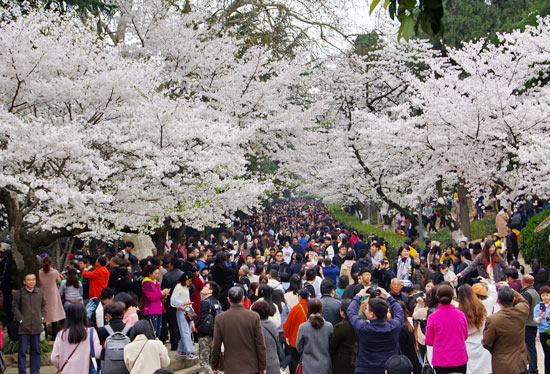 武汉大学樱花如期绽放 游人如织