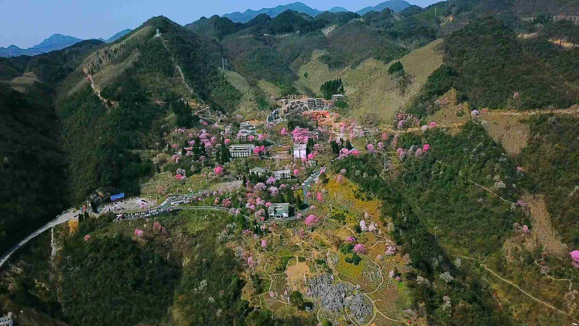 满山辛夷花儿开邂逅醉美踏春来!飞镖谷高山花药王最后一标三倍图片