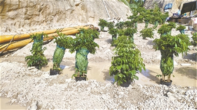 2019年7月，福建省漳浦县某企业为应付检查搞“盆栽式复绿”，被环保督察人员逮个正着。