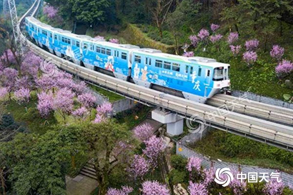 近日，重庆轻轨列车沿途的桃花盛开。（图/凌舸智）