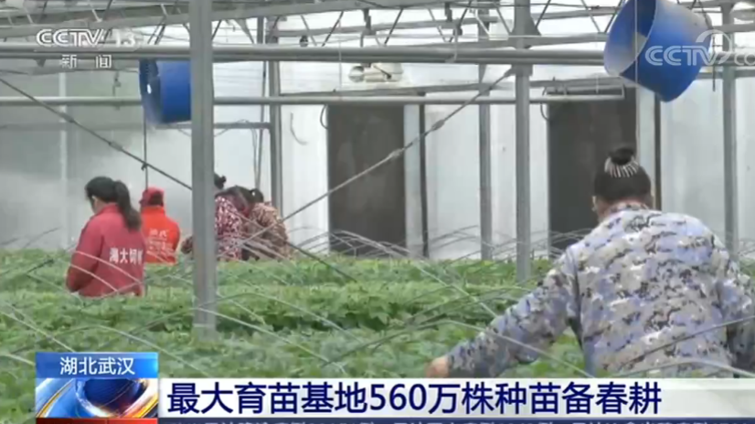 湖北各地不误农时抓春耕 武汉最大育苗基地培育560万株种苗备春耕