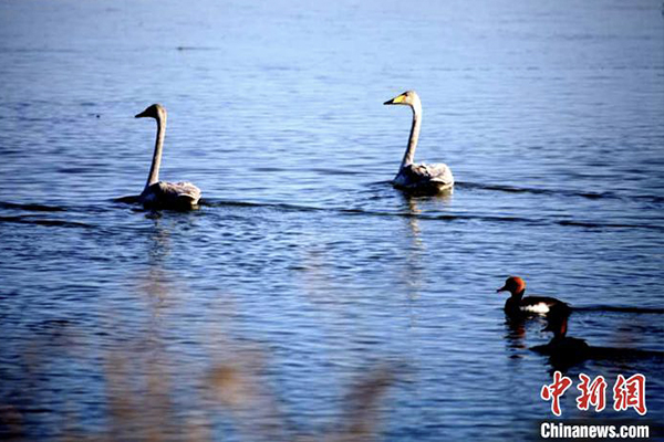 优雅的天鹅、鸳鸯在湿地内嬉戏。　青铜峡库区湿地保护建设管理局供图 摄