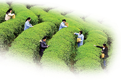 时下正值采茶时节，贵州丹寨县组建党员突击队帮助茶企业采茶制茶，有效解决用工荒问题。