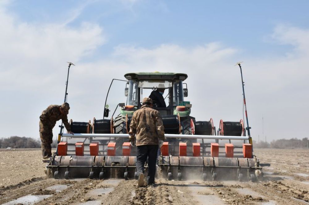 在新疆生产建设兵团第八师一四一团，农民朱勇强在农用机械后检查春播情况（3月28日摄）。 新华社记者 高晗 摄