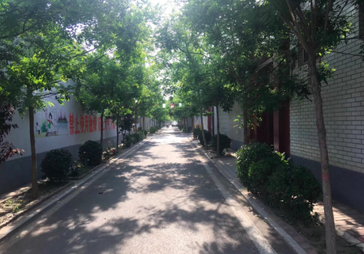 绿树成荫的刘村街巷（马谦杰 摄）