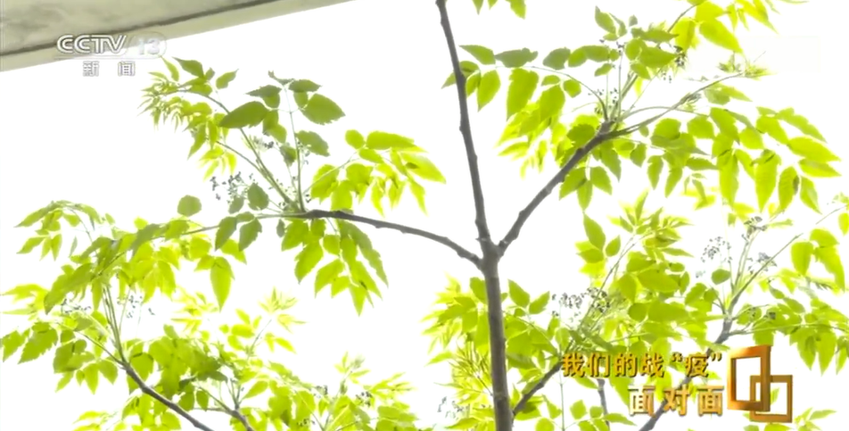 院长@武昌医院院长刘智明走后两个月,他放在阳台上的花都开了