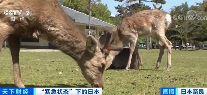 「日本」游客急剧减少,日本奈良小鹿“坐”不住了!跑到市中心撒欢,还啃绿化带