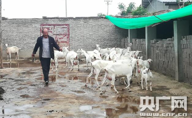 朱小孟家庭园圈舍养殖的奶山羊（央广网发 通讯员供图）