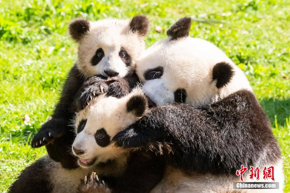 图为大熊猫双胞胎“梦想”“梦圆”与他们的母亲“梦梦”在享受天伦之乐。（5月10日资料图）中新社发 柏林动物园 供图