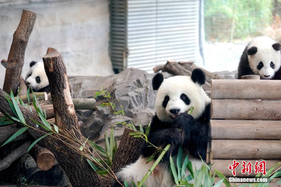 图为大熊猫双胞胎“梦想”“梦圆”与母亲“梦梦”在大熊猫馆亲子乐园内。（1月29日资料图）中新社记者 彭大伟 摄