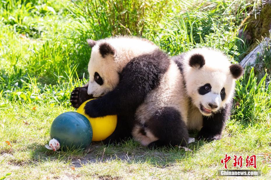 图为大熊猫双胞胎“梦想”（前）和“梦圆”（后）（5月10日资料图）。中新社发 柏林动物园 供图