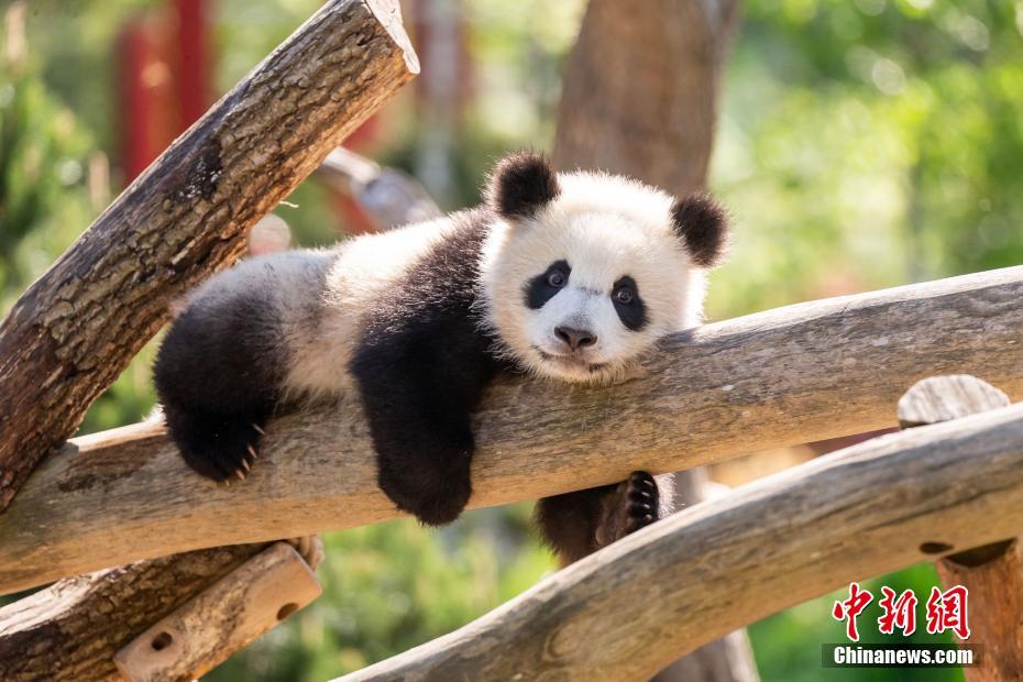 图为当地时间5月10日，出生在柏林的大熊猫“梦圆”在馆内玩耍。 中新社发 柏林动物园 供图
