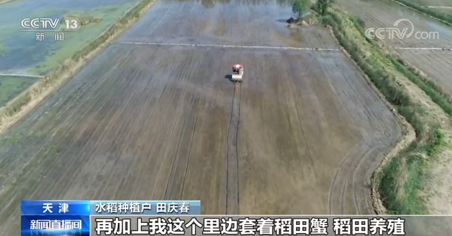 立夏以后抢抓农时 天津水稻插秧全面展开