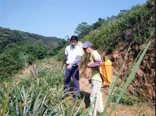 孙健生（左）与贫困户到基地观察神湾菠萝长势。