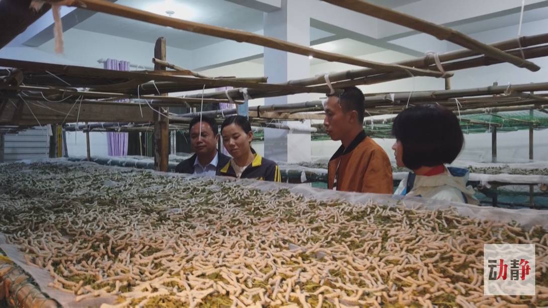 脱贫攻坚|【脱贫攻坚走基层·决战一线看落实】贵州纳雍：劳务就业扶贫何惧山高路远（上）