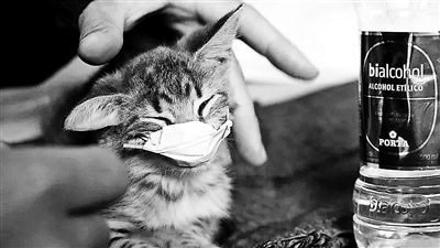 动物传播宠物猫、水貂……动物传播新冠病毒的风险有几分?