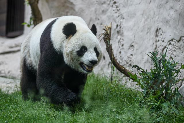 6月15日在莫斯科动物园拍摄的大熊猫“如意”。甫盖尼·西尼岑摄
