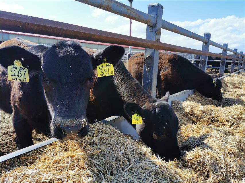 新疆塔城|新疆塔城：做好乡村振兴“牛文章”