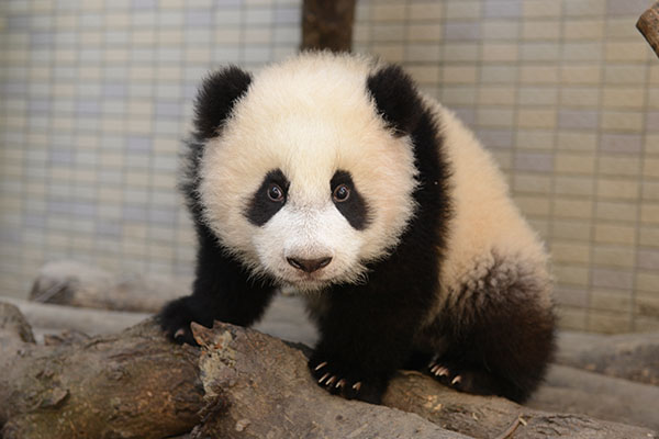 大熊猫“圆仔” 图源台北动物园