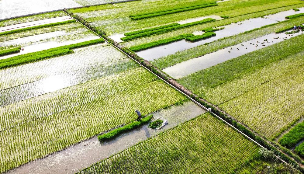 2020年6月14日，农民在洛阳市孟津县会盟镇黄河岸边的万亩优质水稻种植示范基地内移栽水稻秧苗（无人机照片）。新华社发（黄政伟　摄）