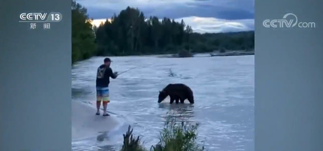美国|美国：渔夫钓上鲑鱼 被野熊一把抢走