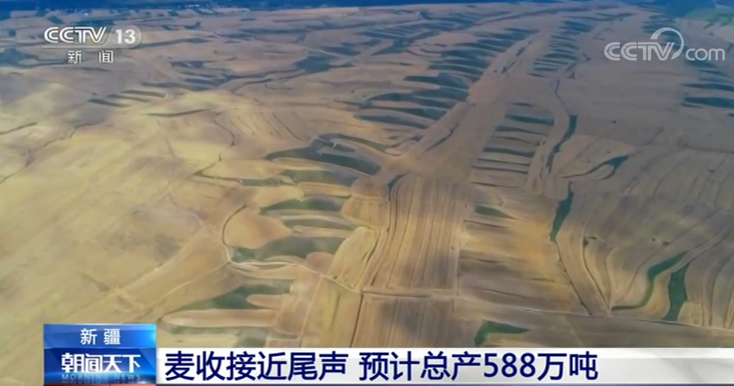 新疆：麦收接近尾声 预计总产588万吨