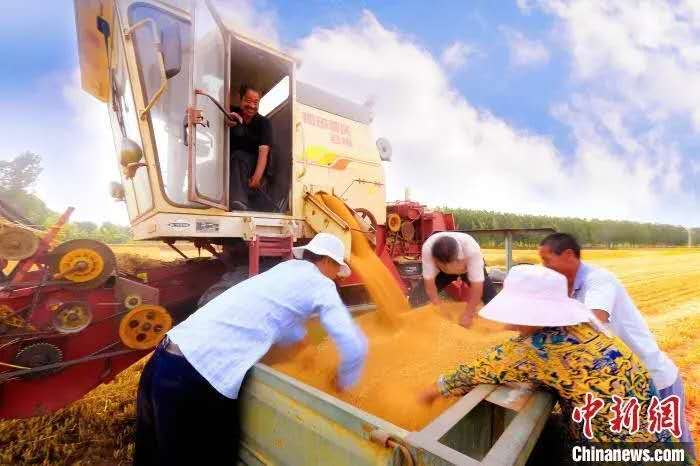 资料图：山东夏粮主产区临沂郯城县收割现场。
