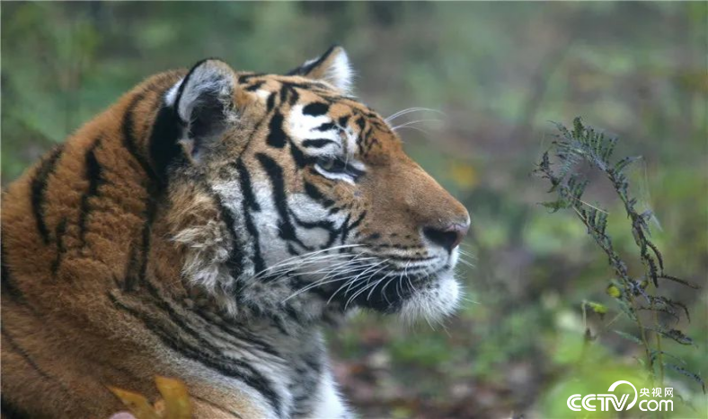 东北虎豹国家公园供图