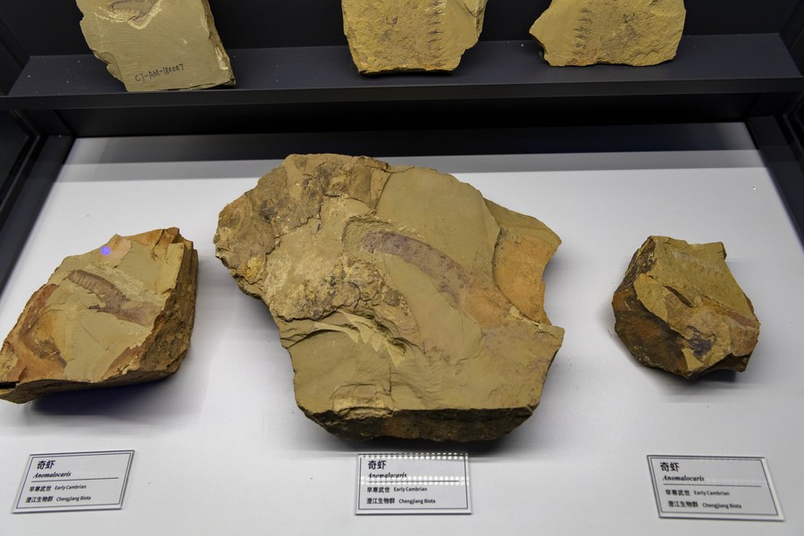 海归古生物研究者：我给5亿多年的古生物化石拍CT 图2