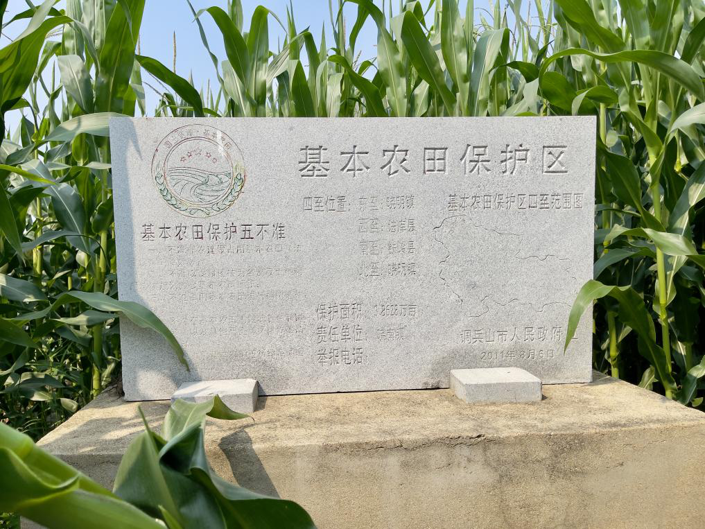 玉米地地头放置的基本农田标志碑（中国之声记者江晓晨 摄）