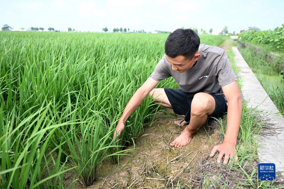 大学生“新农人”的田园创业梦 图3