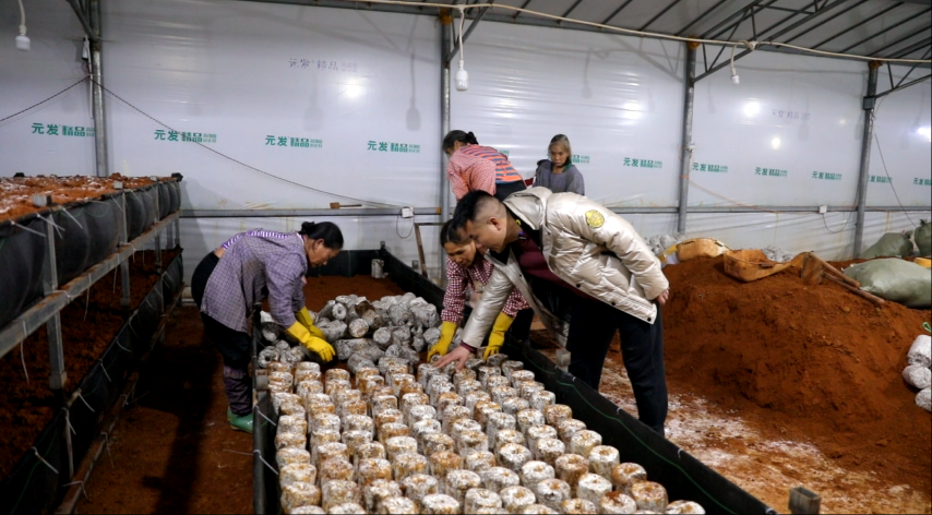 工人们正将菌包放入泥土(蓝春玉/摄)