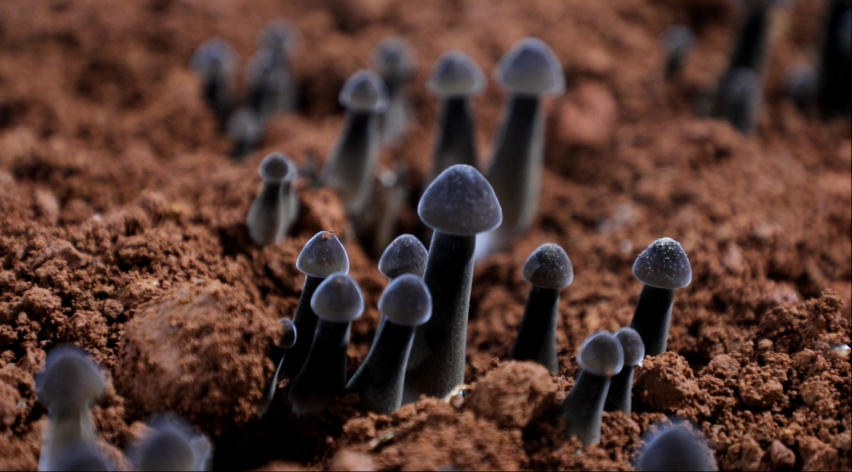 长势喜人的黑皮鸡枞菌(蓝春玉/摄)