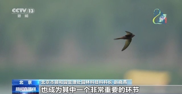 必赢入口限定“皮肤”已上线 北京雨燕和古建筑的适配度拉满了(图8)