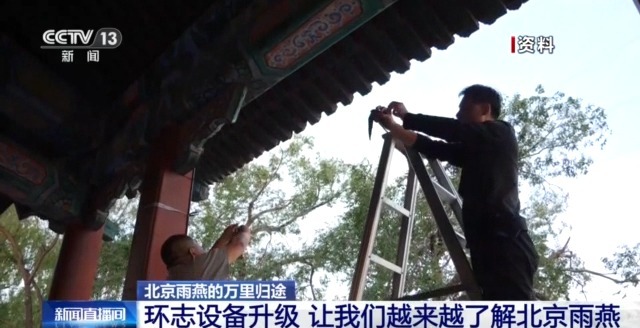 必赢入口限定“皮肤”已上线 北京雨燕和古建筑的适配度拉满了(图9)