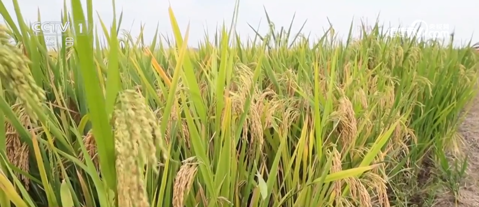 cq9电子试玩链接|女神教典|与天气“赛跑” 智慧农业“神器