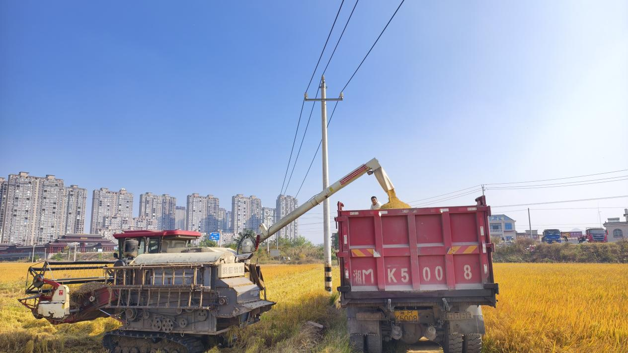 收割机实现切割、脱粒、秸秆粉碎一体化,直接将粮食装车(余涛/摄)