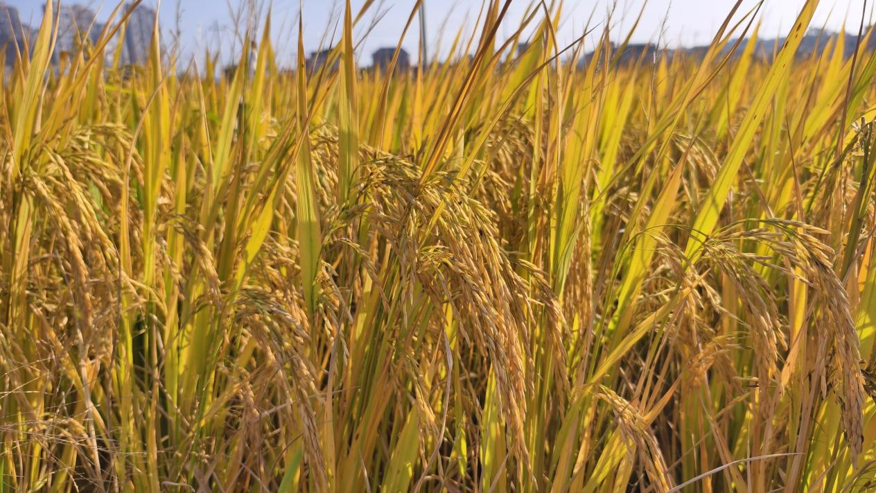 沱江双季稻万亩高产创建示范片内水稻长势喜人(余涛/摄)