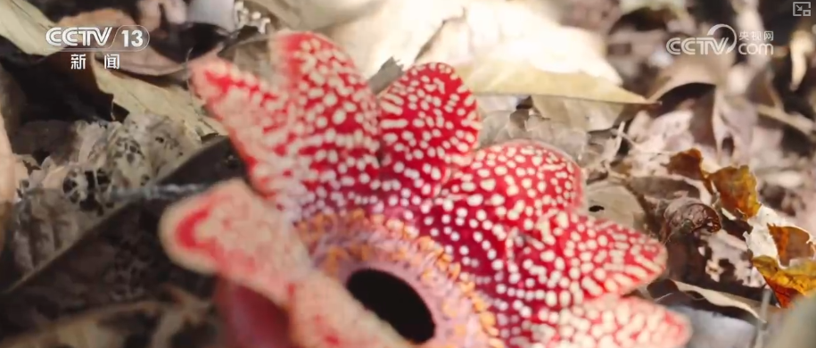 原生生态环境持续改善珍稀植物“寄生花”连续三年如期绽放(图2)