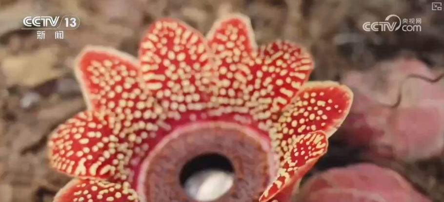 原生生态环境持续改善珍稀植物“寄生花”连续三年如期绽放(图5)