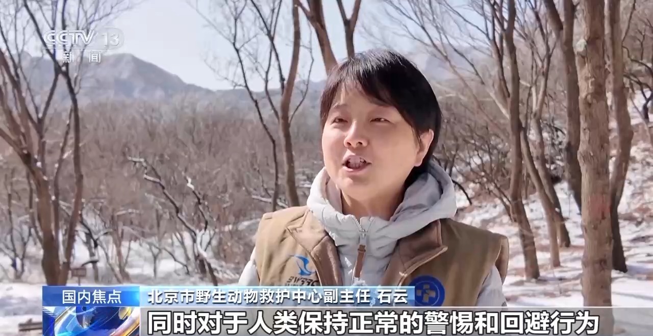 金雕、豹猫等放归自然八达岭林场迎特殊“归客”(图1)