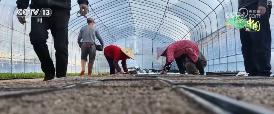 科技成为农民增收好帮手“智能育秧+北斗导航+智慧气象”护航春耕提质增效(图1)