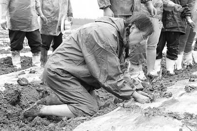 风雨彩虹 铿锵玫瑰--双合成红辫子玫瑰园开园