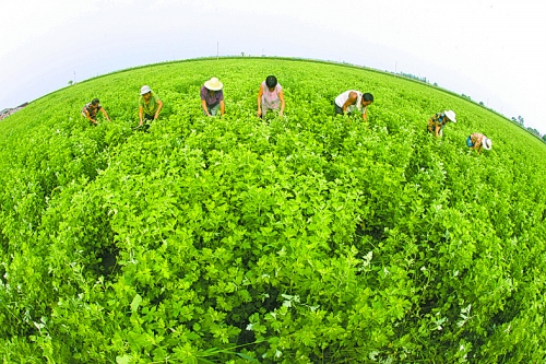 专家为汤阴生物医药产业发展建言献策