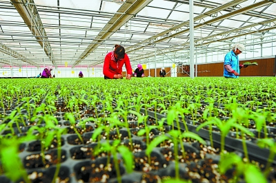 农民在肃州区现代农业示范园区栽培新品种西红