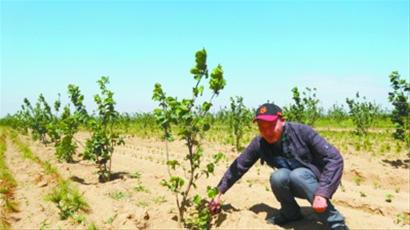 大榛子基地让残疾人就业有盼头